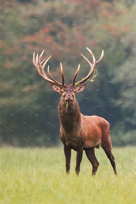 Red Deer Cervus Elaphus Stag High Quality Animal Stock Photos
