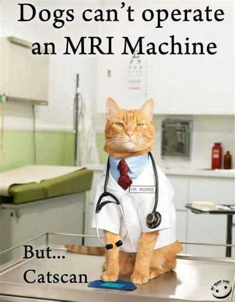 Pin By Sheri Powell On Hospital Humor Cat Puns Cat Jokes Funny