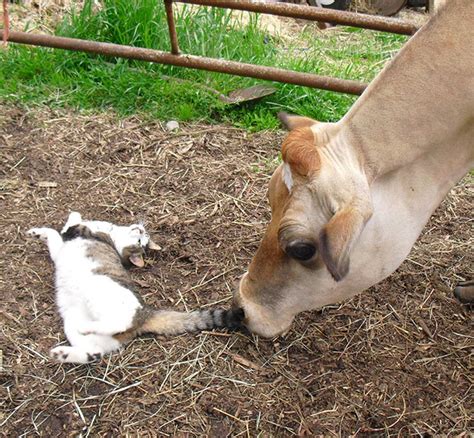 Enjoy fast delivery, best quality and cheap price. Top 10 Cows and Cats BFF Pics You Won't Want To Miss