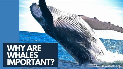 Why Are Whales Important Environment And Ecosystem Impact