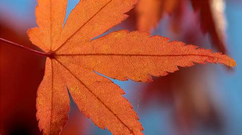 Japanese Maple Leaf Webster Groves Missouri John Langholz Flickr