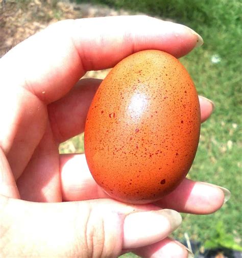 Abnormal Chicken Eggs What You Need To Know