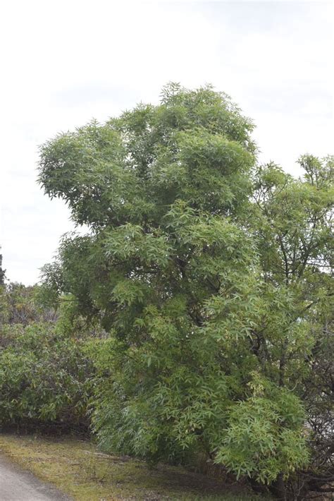 Ash Tree Climatewatch Australia Citizen Science App