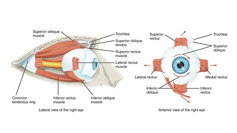 Extraocular Muscles Eye Movement Eye Muscles Geeky Medics