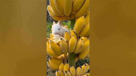 Cute Bunny Eating Banana Youtube