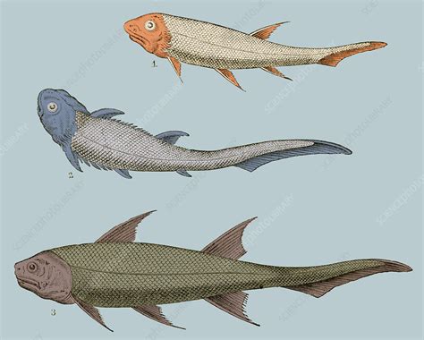 Devonian Fishes Illustration Stock Image C0361982 Science Photo