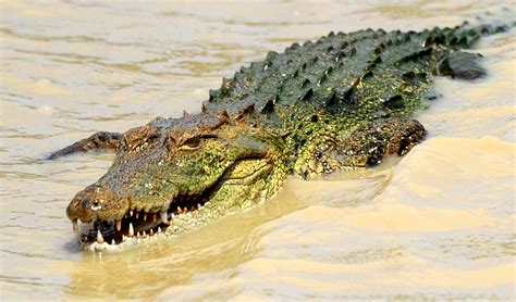 Крокодил Показать Картинки Telegraph