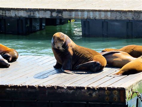 7 Things You Didnt Know About California Sea Lions Sightseeing Scientist