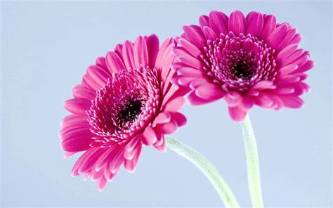 Download Tag Gerbera Flowers Wallpaper Background Photos Imageand By
