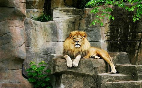 Resting Lion Zoo Predator Wildlife African Hd Wallpaper Peakpx