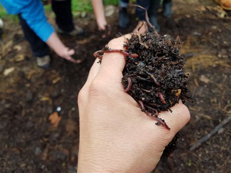 Diy Worm Farms For Tiny Medium And Large Gardens Good Life Permaculture