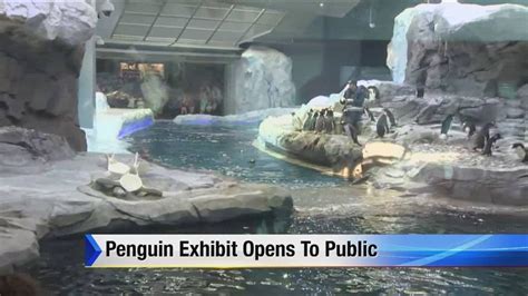 Twenty adorable penguins take a flight from san diego to detroit and spend time checking out their new pad. Detroit Zoo penguin exhibit opens to public - YouTube