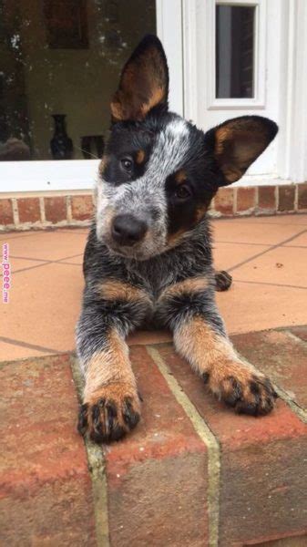 Australian Cattle Dog Dog Breed Information Popular Pictures Fallinpets