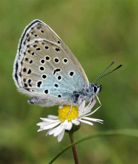Triumphant Return Of The Large Blue Butterfly Animals Zone