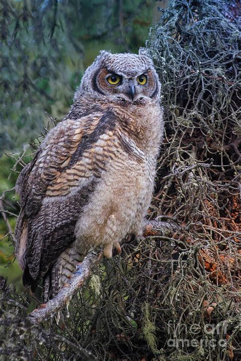 A Juvenile Great Horned Owl Photograph By Denise Mcallister Fine Art