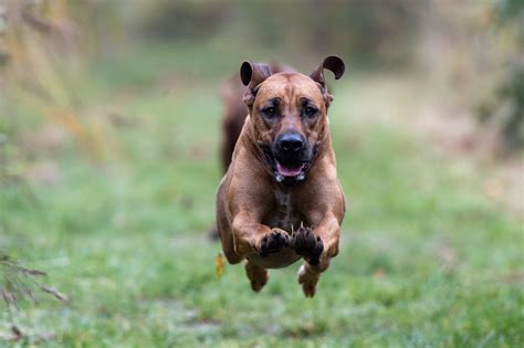 3 Razas De Perros Ideales Para Ser Compañeros De Running La Raza