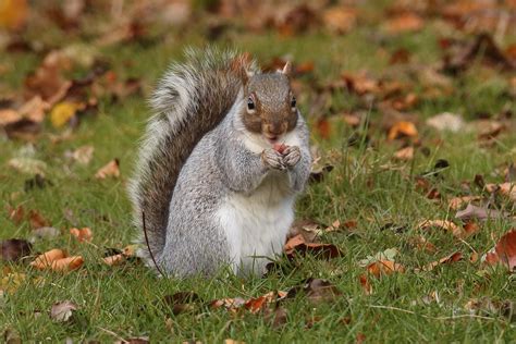 Nutty Squirrel Graeme Blumire Flickr