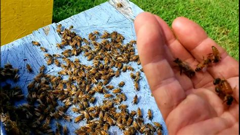 Bees Killing Queen Then Feeding Same Queen Youtube