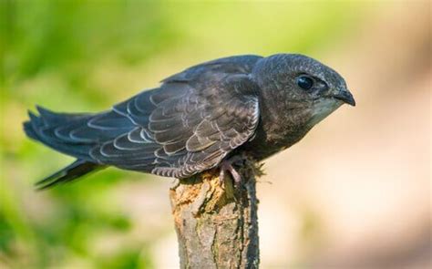 Sin da piccolo sono stato letteralmente rapito dal loro volo. Rondone: un uccello migratore piccolo ma velocissimo - I ...