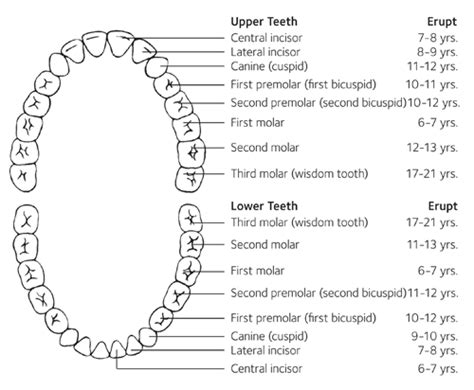 When Will The Tooth Fairy Come Aka Teeth Eruption Charts