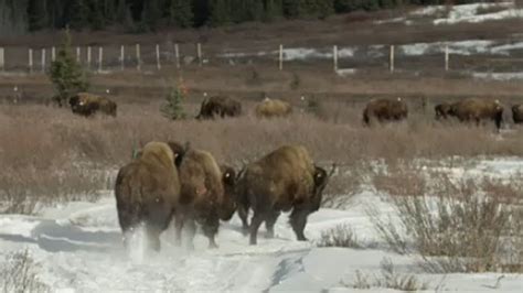 Bison Roam Banff National Park Again After Century Long Absence Ctv News