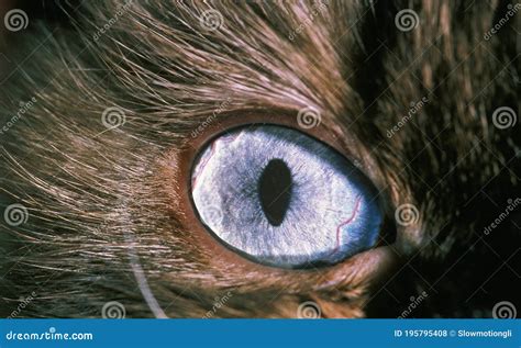 Close Up Of Cat S Eye Stock Photo Image Of Feline Outdoor 195795408