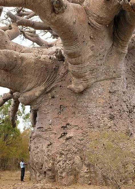 el baobab mÁs grande del mundo boabab tree tree baobab tree