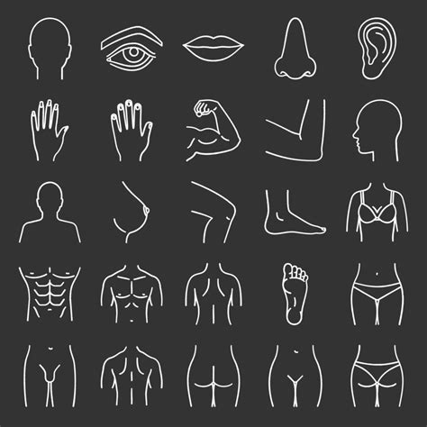Conjunto De ícones De Giz De Partes Do Corpo Humano Anatomia Cuidados