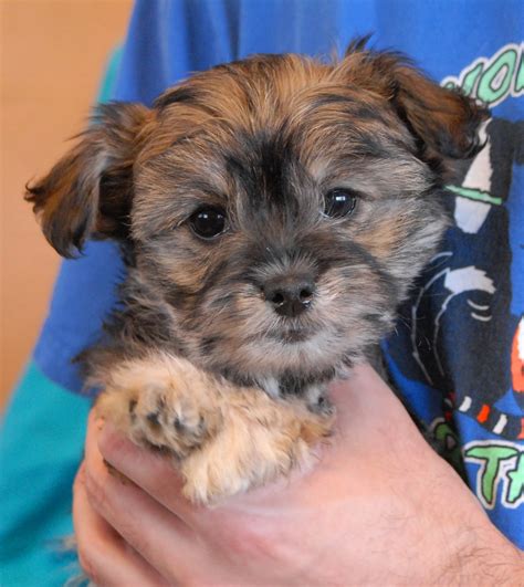 The toy poodle puppy is usually pretty easy to house train, potty train, toilet train, housebreak or whatever you want to call it. 3 adorable Poodle mix puppies debuting for adoption.