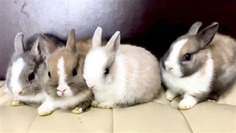 Netherlands Dwarf Rabbits For Sale Call 81352277 Pomeranian Puppy For