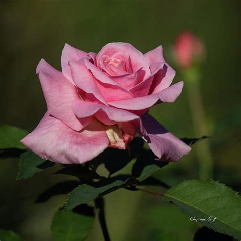 Luscious Pink Ii Squared Photograph By Suzanne Gaff