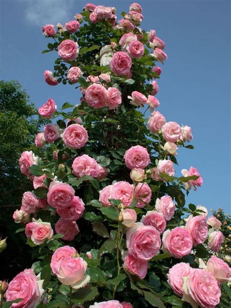 Rosier Grimpant Pierre De Ronsard Meiviolin Rose Trees Climbing