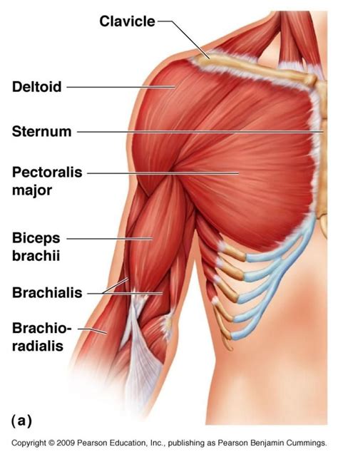 Injuries to this muscle are rare. The Biceps Brachii - Muscle of the Month! | Anatomie ...