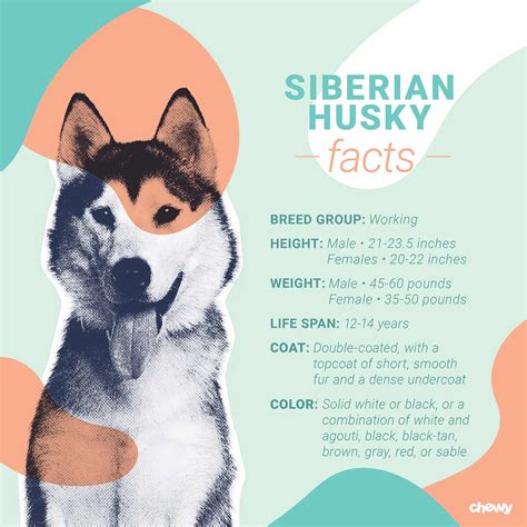 Siberian Husky Dog Breed Facts Temperament And Care Info