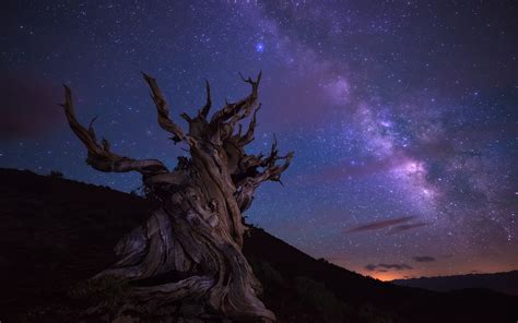 Download Tree Night Milky Way Starry Sky Nature Sky Hd Wallpaper