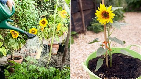 Cara menanam bunga matahari sebenarnya tidak sulit. Cara Menanam Bunga Matahari dengan Bibit Kuaci. Pakai ...