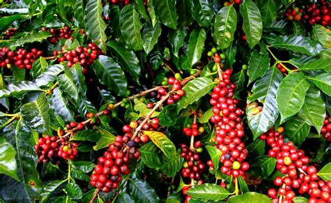 Affordable and search from millions of royalty free images, photos and vectors. Coffee Tour In Coorg I Book Online & Get 25% Off