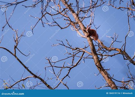 Low Angle Shot Of An Adorable Brown Squirrel Standing On A Tree Branch