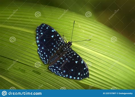 Hamadryas Laodamia The Starry Night Cracker Blue Black Butterfly From