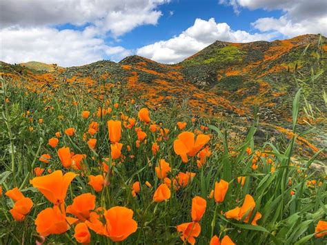 Viewing Californias Super Bloom 2019 Road Trip Inspiration Explore
