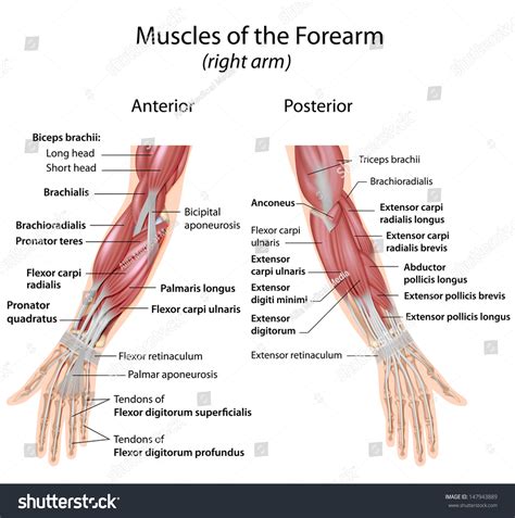 Anatomy And Physiology Of The Human Skeleton And Muscles Sitting