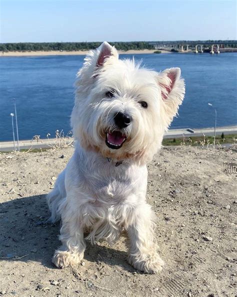 15 Cool Facts About West Highland White Terriers The Dogman