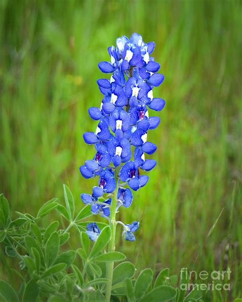 I have seen wildflowers in texas before but never in the quantities i did this y. Texas Bluebonnet - Wildflowers Landscape Flowers Blue ...