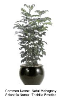 If you are going to have a healthy indoor plant. Indoor Plants for Offices and Homes - throughout San Diego ...