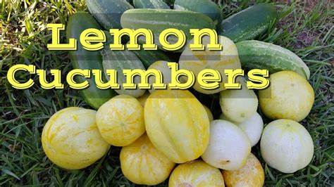 Harvesting A Lemon Cucumbers 2020 Endaykamote Youtube