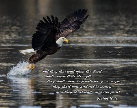 Eagle Isaiah 4031 Bible Verse Picture