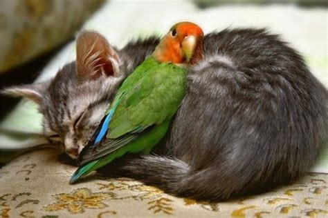 Animals Who Are Totally Bffs Animals