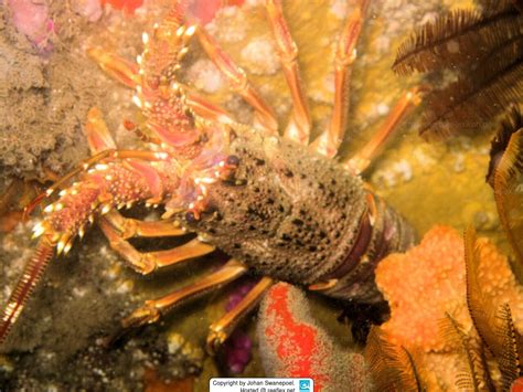 Panulirus Homarus East Coast Rock Lobsterscalloped Spiny Lobster