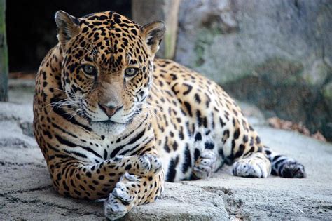 Jaguars are the largest of south america's big cats and the third largest cats in the world. Jaguar Animal Facts | Panthera onca | AZ Animals