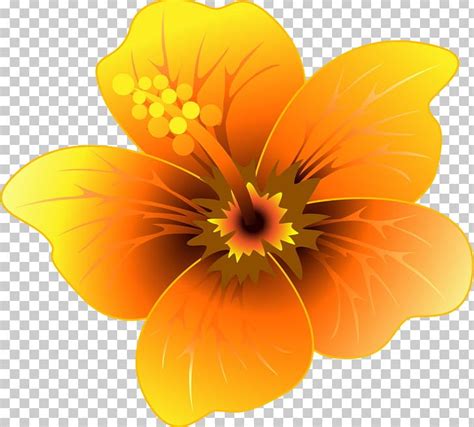 Flower Yellow Encapsulated Postscript Png Clipart Annual Plant
